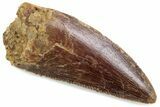 Serrated Raptor Tooth - Real Dinosaur Tooth #376452-1